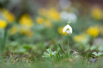 Einzelnes Schneeglöckchen im Garten, knappe Schärfentiefe