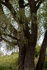 green tree in the park