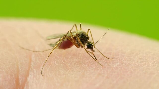 Macro Video of Dangerous Malaria Infected Culex Mosquito Sucking Blood, Leishmaniasis, Encephalitis, Yellow Fever, Dengue Disease, Zika, EEE Virus Parasite Insect Bite