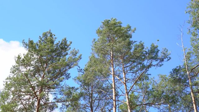 4k stock video footage of several old green pines growing in forest. Trees isolated at bright sunny blue sky background. Scenic spring landscape of Ukraine