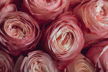 Fresh bunch of pink roses or peonies in a bridal bouquet close-up.