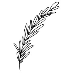 Spicy spice rosemary sprig. Doodle digital art outline. Print for kitchen, tattoo, design of packaging and wrapping paper, menus, restaurants, products