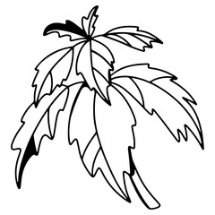 Spice basil sprig. Doodle digital art outline. Print for kitchen, tattoo, design of packaging and wrapping paper, menus, restaurants, products