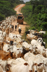 Gado na estrada de terra na BR-163 no Par&aacute;, Norte do Brasil, Amaz&ocirc;nia. 
