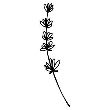 Spice thyme. Doodle digital art outline. Print for kitchen, tattoo, design of packaging and wrapping paper, menus, restaurants, products
