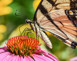 Macro closeup of a Tiger Swallowtail Butterfly (Papilio glaucus) feeding on the flower disc of a Purple Coneflower (Echinacea Purpurea.)