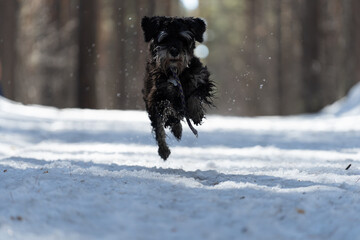 A black dog runs through the snow. Beautiful curly dog black color