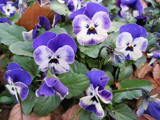 Purple and white violas peeking out from under the fallen leaves.   