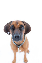 Red dog on a white background in the snowfall. Rhodesian Ridgeback in a winter park. A beautiful red dog with a black snout.