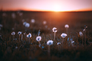 Pusteblume bei Sonnenuntergang 