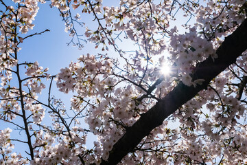 陽射しを受ける桜 ソメイヨシノ （井の頭恩賜公園）