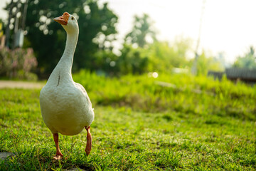 white goose on the grass