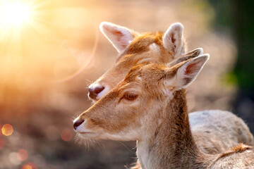 Portrait with a blurred background of two fallow deer cows