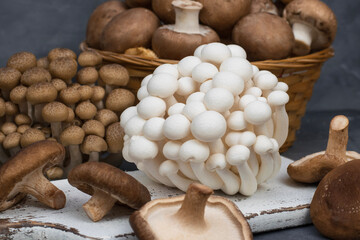 Variety of uncooked wild forest mushrooms isolated on gray background.