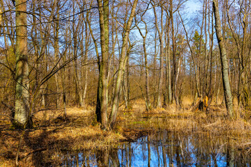 Wood landscape with early spring wetlands and floodplain in mixed thicket of Kampinos Forest in Palmiry near Warsaw in Mazovia region of central Poland