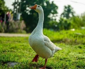 white goose on the grass