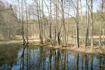 Fototapeta na wymiar Belarusian landscape. A solid spring day in April. Forest river Vyacha. Reflection in water. Trees on the shore