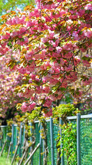 cherry blossoms in full pink in April