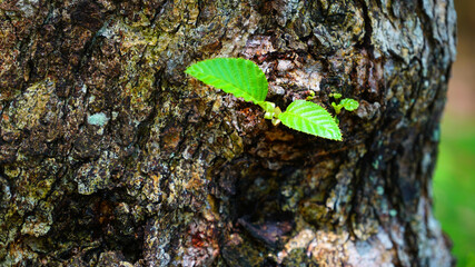 Small green leaves on oak posts