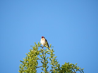 jilguero posado en un árbol, ave de rostro rojo, doble corona,  plumas primarias en los laterales...