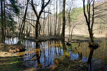 Belarusian landscape. A solid spring day in April. Forest river Vyacha. Reflection in water. Trees on the shore