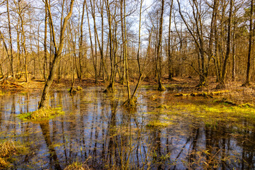 Wood landscape with early spring wetlands and floodplain in mixed thicket of Kampinos Forest in Palmiry near Warsaw in Mazovia region of central Poland