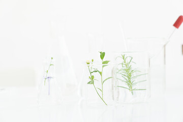 Plants in laboratory. Glasswares in classroom or laboratory. Science and education. Scientific experiment, Researcher, Research concept