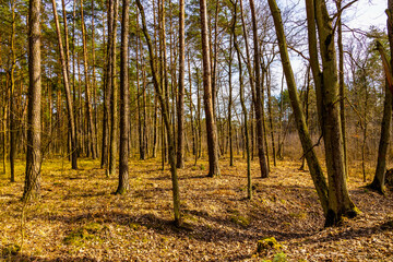 Early spring wood sunny landscape of mixed thicket beginning vegetation season in Kampinos Forest in Palmiry near Warsaw in Mazovia region of central Poland