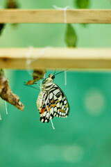 Fototapeta na wymiar butterfly on chrysalis