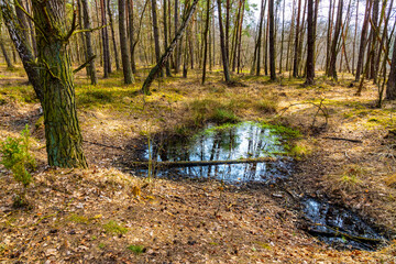 Wood landscape with early spring wetlands and floodplain in mixed thicket of Kampinos Forest in Palmiry near Warsaw in Mazovia region of central Poland