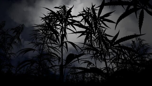 Hemp Field by Night with Crescent Moon and Clouds