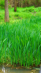 the iris growing in the wetlands