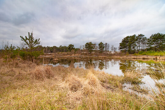 Landscape Of Steppe River Reeds On A Cloudy Day