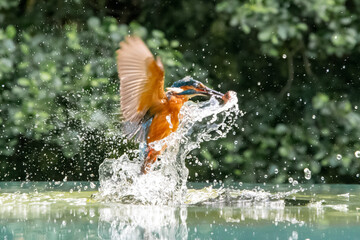 Kingfisher (Alcedo atthis) flying after emerging from a dive into water
