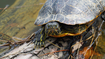 a turtle resting by the water