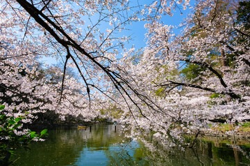 東京都 桜の咲く井の頭恩賜公園