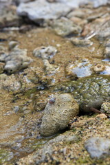 海を目指すヤドカリ