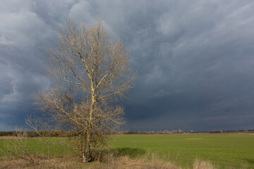 Fototapeta premium leafless tree on green farmig field