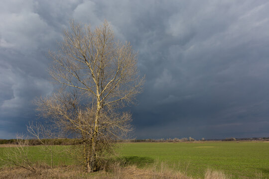 leafless tree on green farmig field