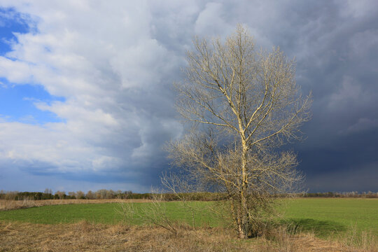 leafless tree on green farmig field