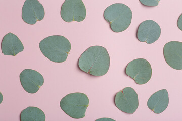 Eucalyptus leaves background. Green leaves of fresh young eucalyptus as a component of oil and cosmetics