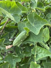 green Ivy gourd in garden