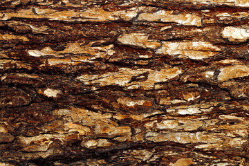 Tree surface texture tree skin top layer brown color  