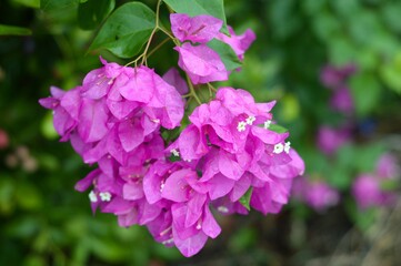 pink Bougainvillea flower in nature garden