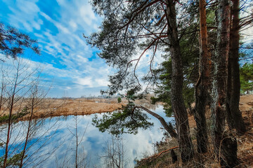 Northern nature in early spring. Pine trees on the river bank. Eco tourism, calm landscape. Blue sky is reflected in the water.