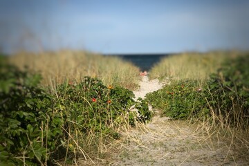 Narrow sandy passage to beachside 