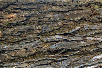Tree Surface Wooden Background Closeup