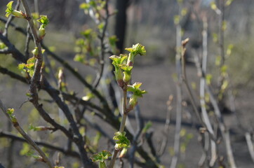 Growing bush of gooseberry, young new small fresh leaves  on branches. Early spring nature, plant in the kitchen garden. 