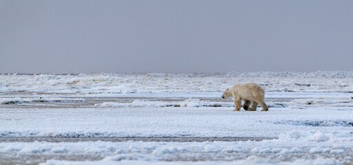 A polar bear (Ursus maritimus) on the ice of Hudson Bay near Churchill, Manitoba, Canada