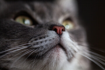 Cat's nose and mustache. cat's muzzle close-up